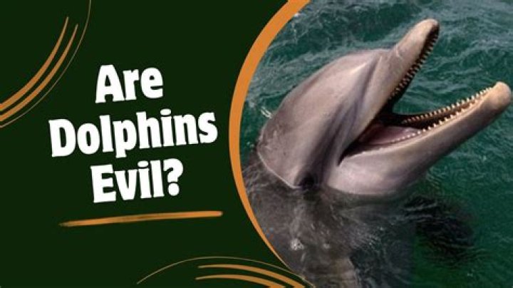 Are Dolphins Really Mean: Uncovering The Truth