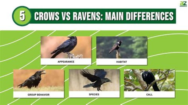 Are Ravens And Crows Different? Unraveling The Similarities And Differences