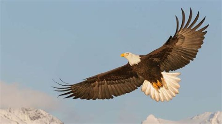 Captivating Birds That Embody The Spirit Of Freedom