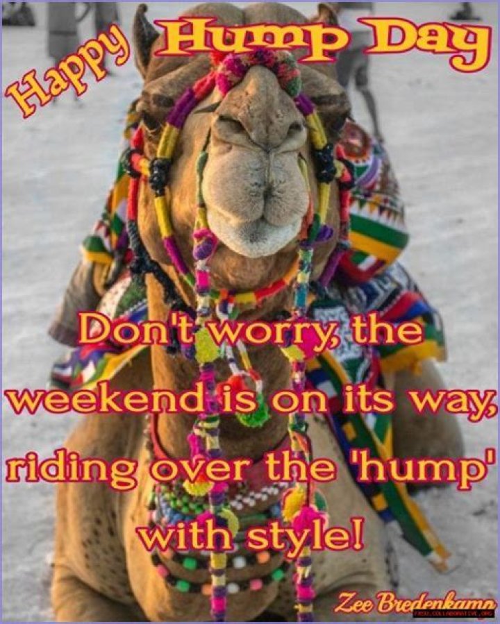 Cheerful Hump Day Photo Gallery