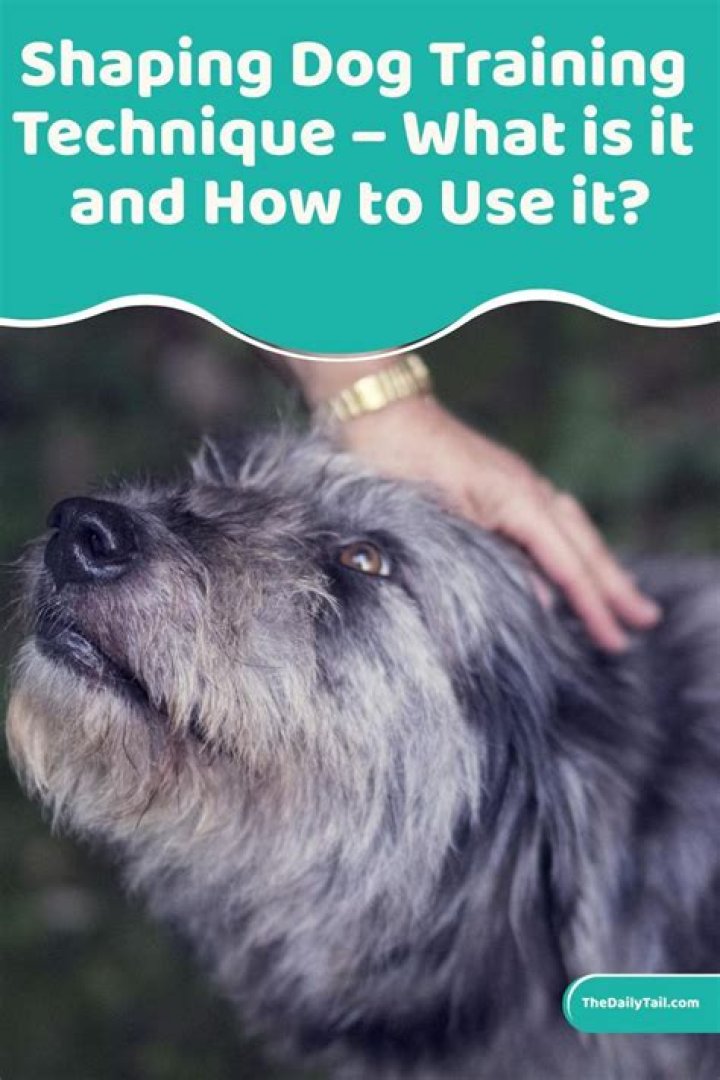 Discover The Secrets Of Hasachi Ouchi: The Ultimate Dog Training Technique