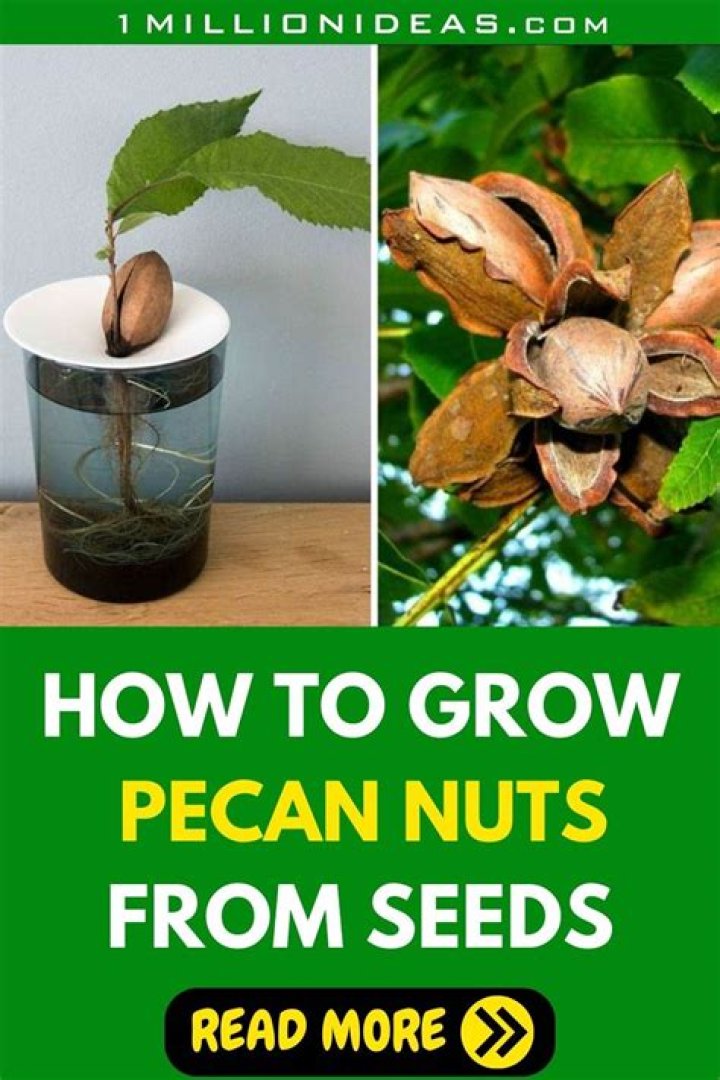 How To Grow A Pecan Tree From A Nut: The Ultimate Guide