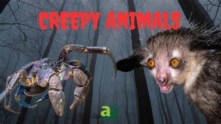 Most Scary Animal