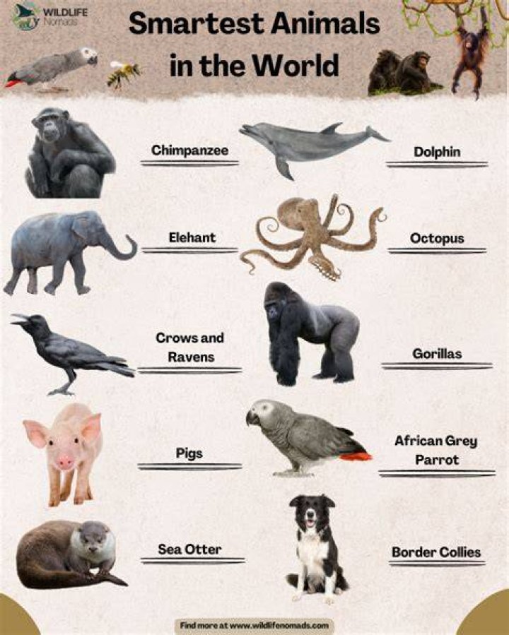 The Smartest Creatures In The Sea