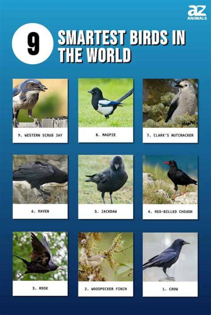 The Ultimate Guide To The Smartest Bird In The World