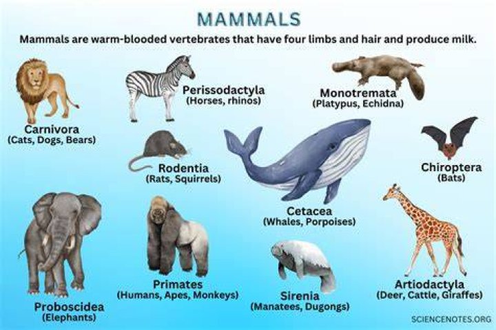 Top 5 Most Frightening Mammals You Never Want To Encounter
