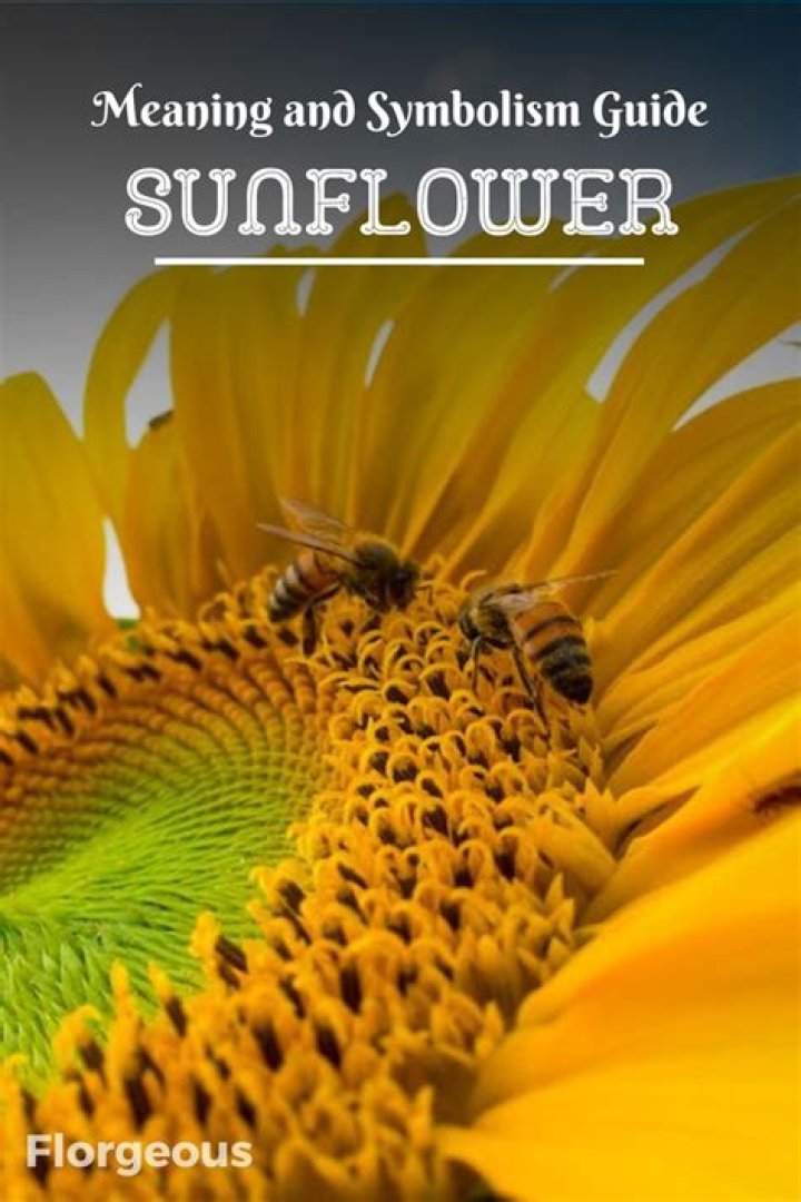 Understanding The Rich Symbolism And Meaning Behind Sunflowers