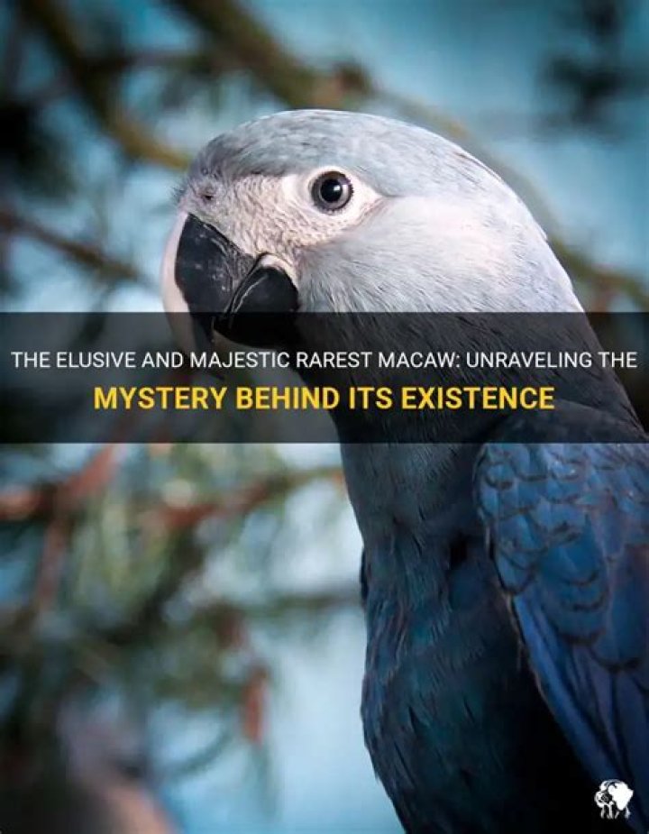 Unraveling The Mystery Behind The Elusive Figure