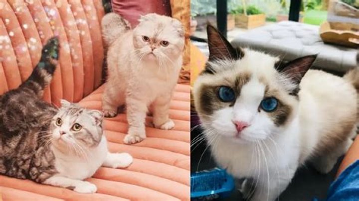 Unveil The Names And Secrets Of Taylor Swift's Beloved Cats