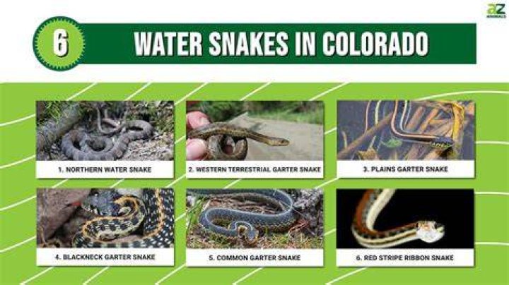 Unveiling The Enigmatic Realm Of Water Snakes In Colorado