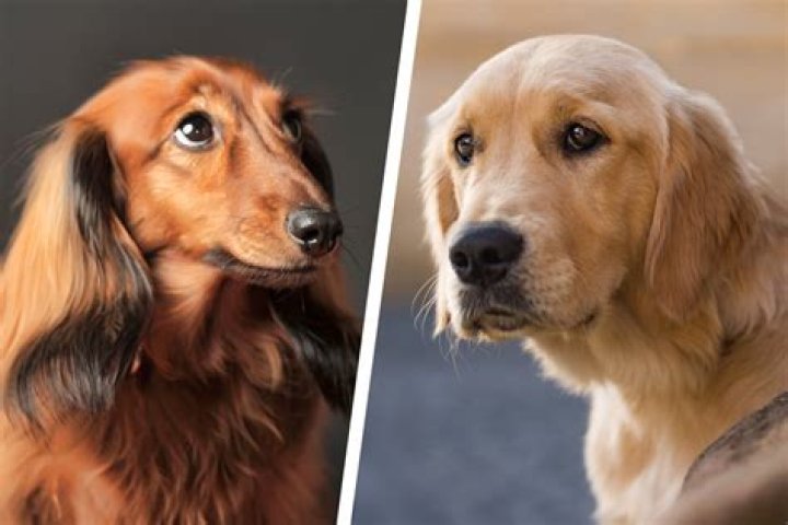 Unveiling The Exceptional Dachshund Mix With Golden Retriever