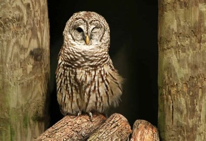 Unveiling The Largest Owl Species