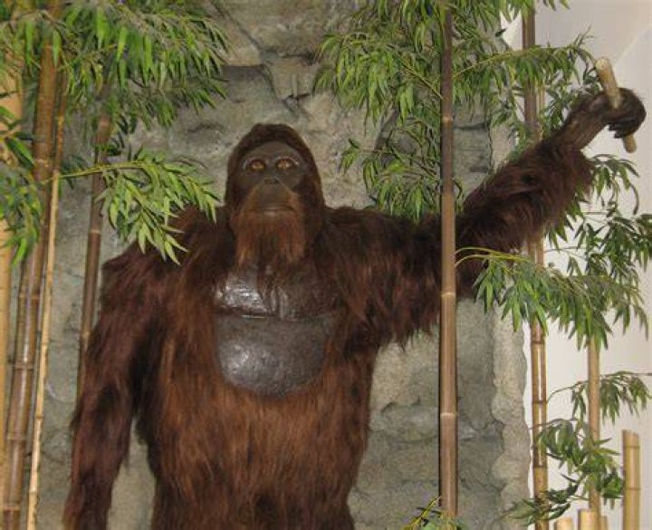 Unveiling The Secrets Of The "Ugliest Monkey In The World"