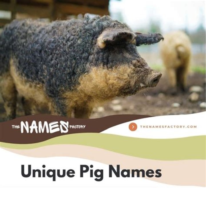 Unveiling The Secrets Of Unique Pig Names: A Journey Of Discovery